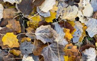 Herbstlaub einer Silberpappel